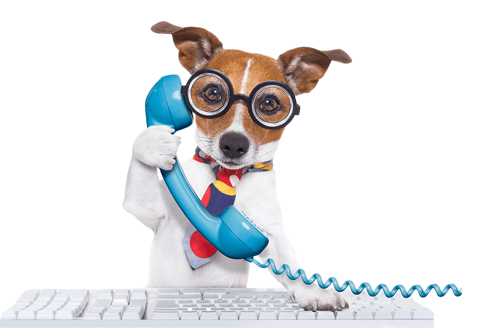 A small brown and white dog holds a blue telephone receiver in its right paw. Its left paw rests on a white computer keyboard.