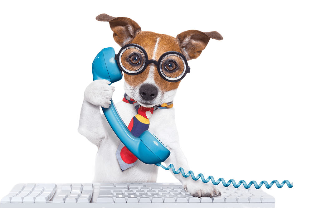 AdobeStock_82652595 Flip A small brown and white dog holds a blue telephone receiver in its right paw. Its left paw rests on a white computer keyboard.