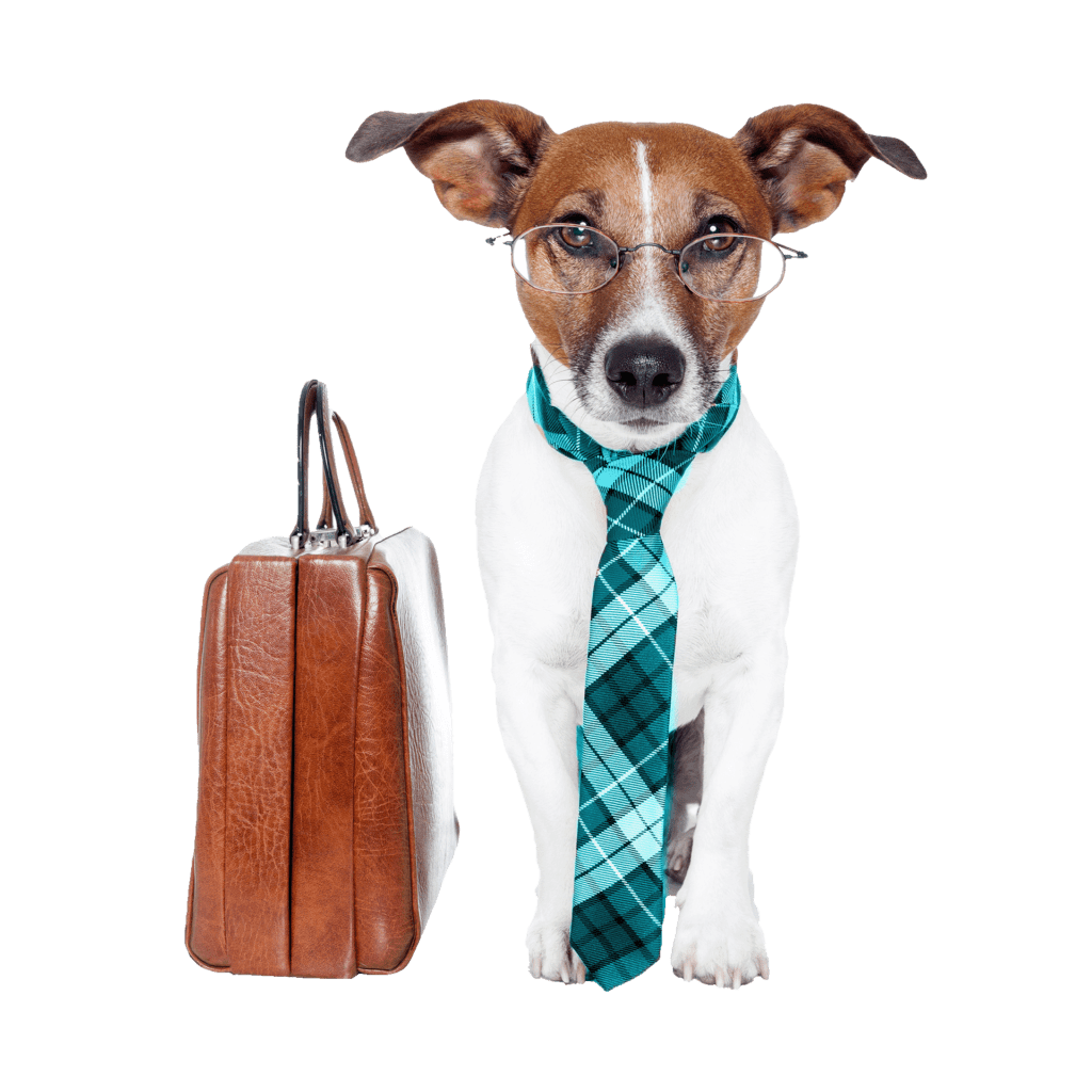 A small dog with a brown face and white body wears glasses and a plaid, turquoise necktie. Beside the dog is a brown leather briefcase.