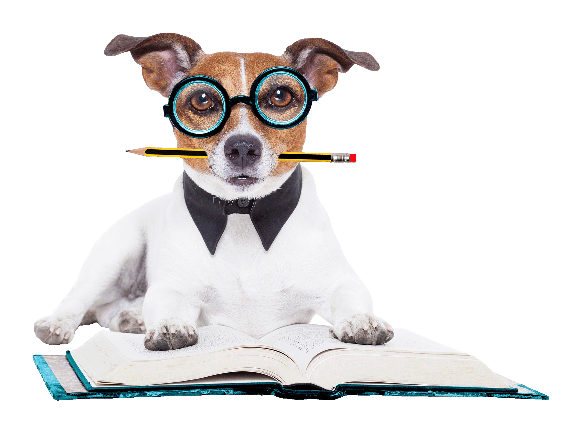 A small brown and white dog wearing large glasses holds a pencil in its mouth. It's lying on a large open book with a turquoise cover.