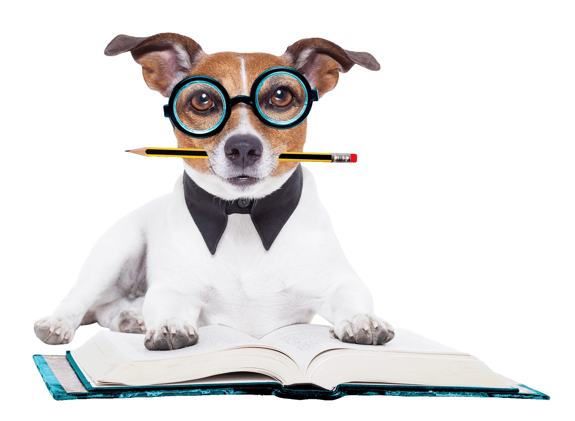 Givens Dog Bookkeeping A small brown and white dog wearing large glasses holds a pencil in its mouth. It's lying on a large open book with a turquoise cover.