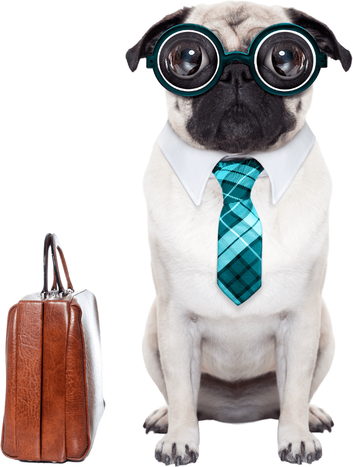 A pug with turquoise coke-bottle glasses wears a white collar with plaid turquoise necktie. Beside the dog is a brown leather briefcase.