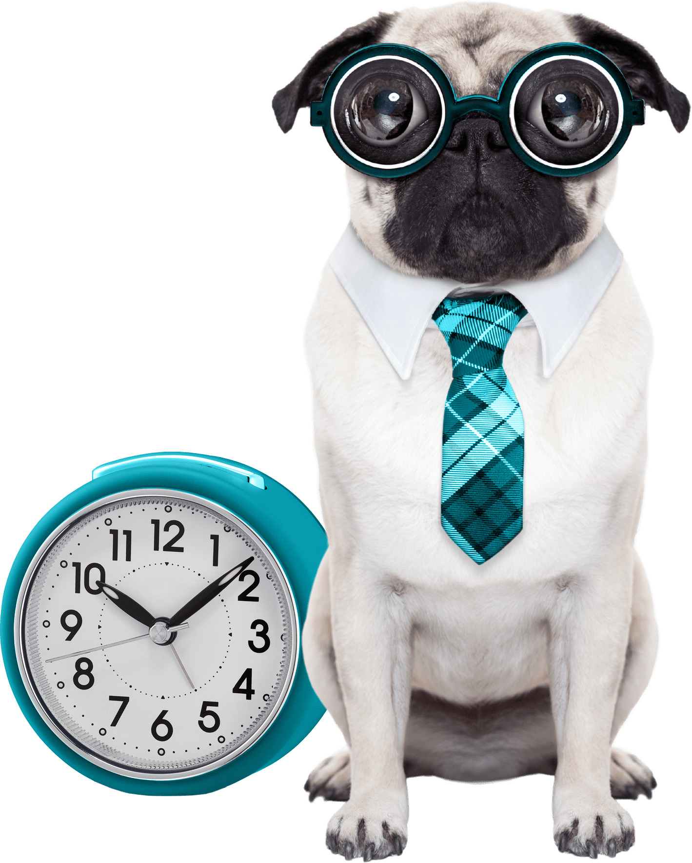 A pug with a turquoise coke-bottle, a white collar, and a plaid turquoise necktie sits beside a turquoise clock.