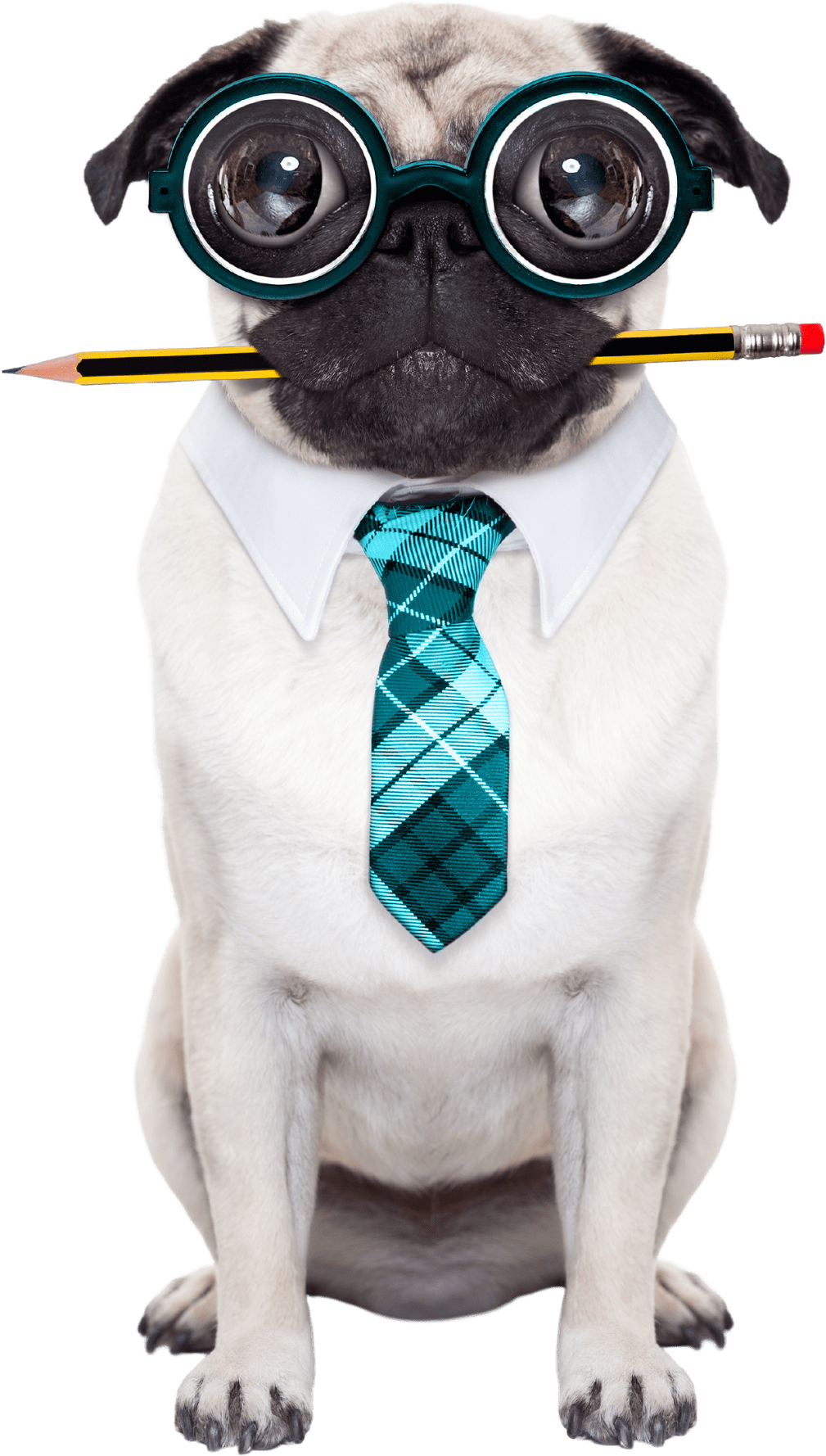 A pug looks at the camera. It wears large, turquoise coke-bottle glasses and a plaid turquoise necktie. In its mouth is a yellow and black pencil.