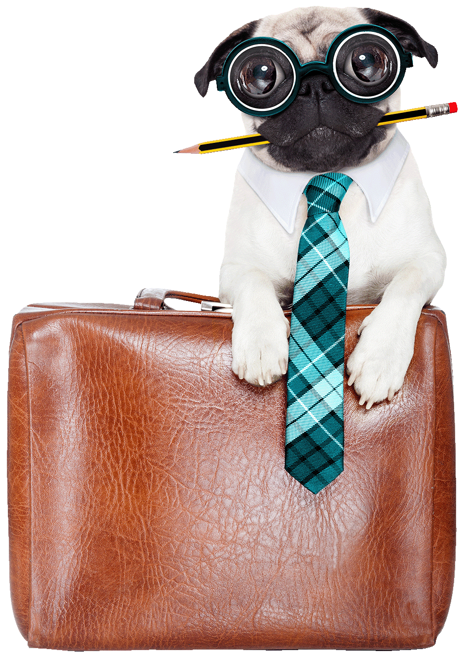 A pug wearing turquoise coke-bottle glasses, a white collar, and a plaid turquoise necktie holds a pencil in its mouth. The dog rests on a brown leather briefcase.