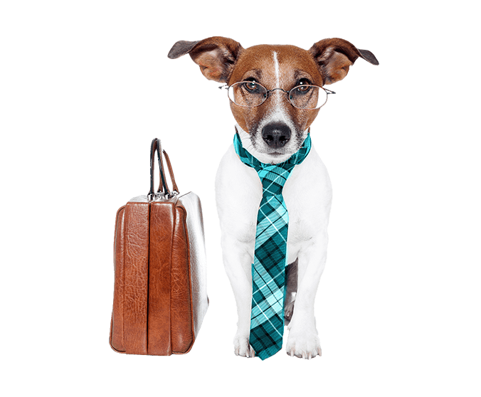 dog-2 A small dog with a brown face and white body wears glasses and a plaid, turquoise necktie. Beside the dog is a brown leather briefcase.