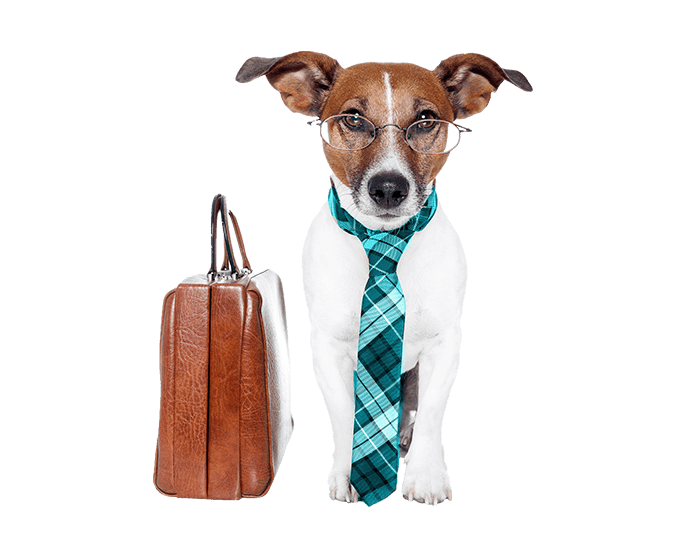 A small dog with a brown face and white body wears glasses and a plaid, turquoise necktie. Beside the dog is a brown leather briefcase.