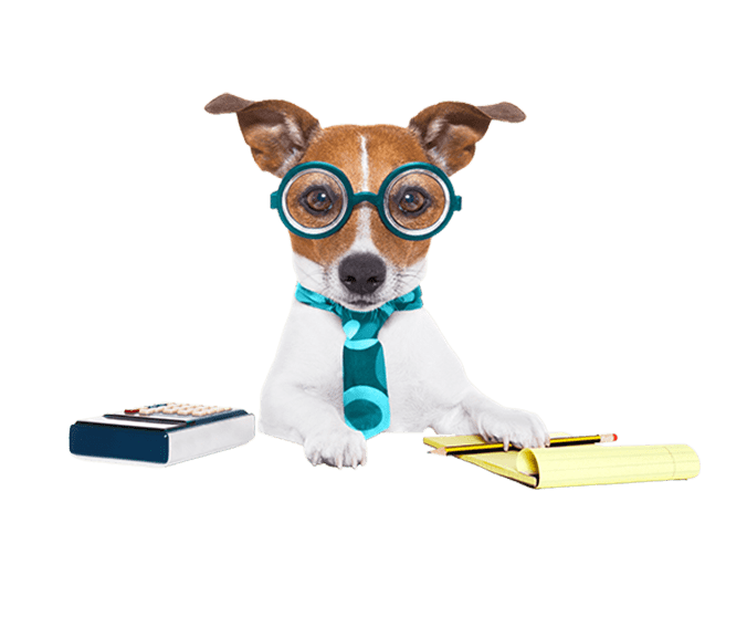 A dog with a brown face and white body wears a pair of turquoise coke-bottle glasses and a turquoise necktie with light blue circles on it. Beside its right paw is a calculator, under its left paw is a yellow notepad and pencil.