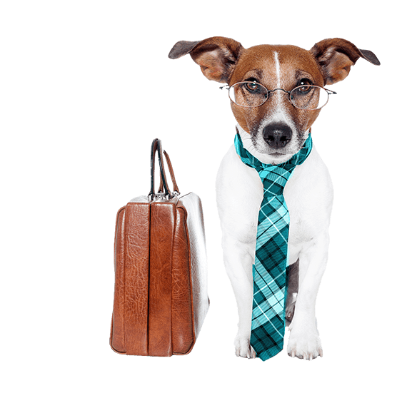 dog-4 A small dog with a brown face and white body wears a pair of glasses and a plaid, turquoise necktie. Beside the dog is a brown leather briefcase.