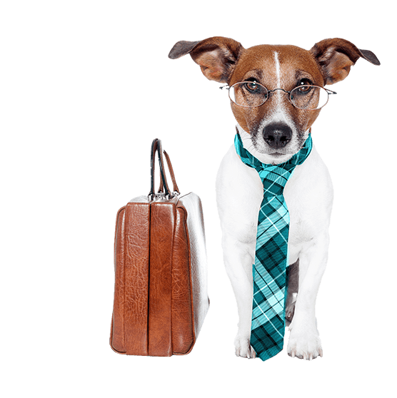 A small dog with a brown face and white body wears a pair of glasses and a plaid, turquoise necktie. Beside the dog is a brown leather briefcase.