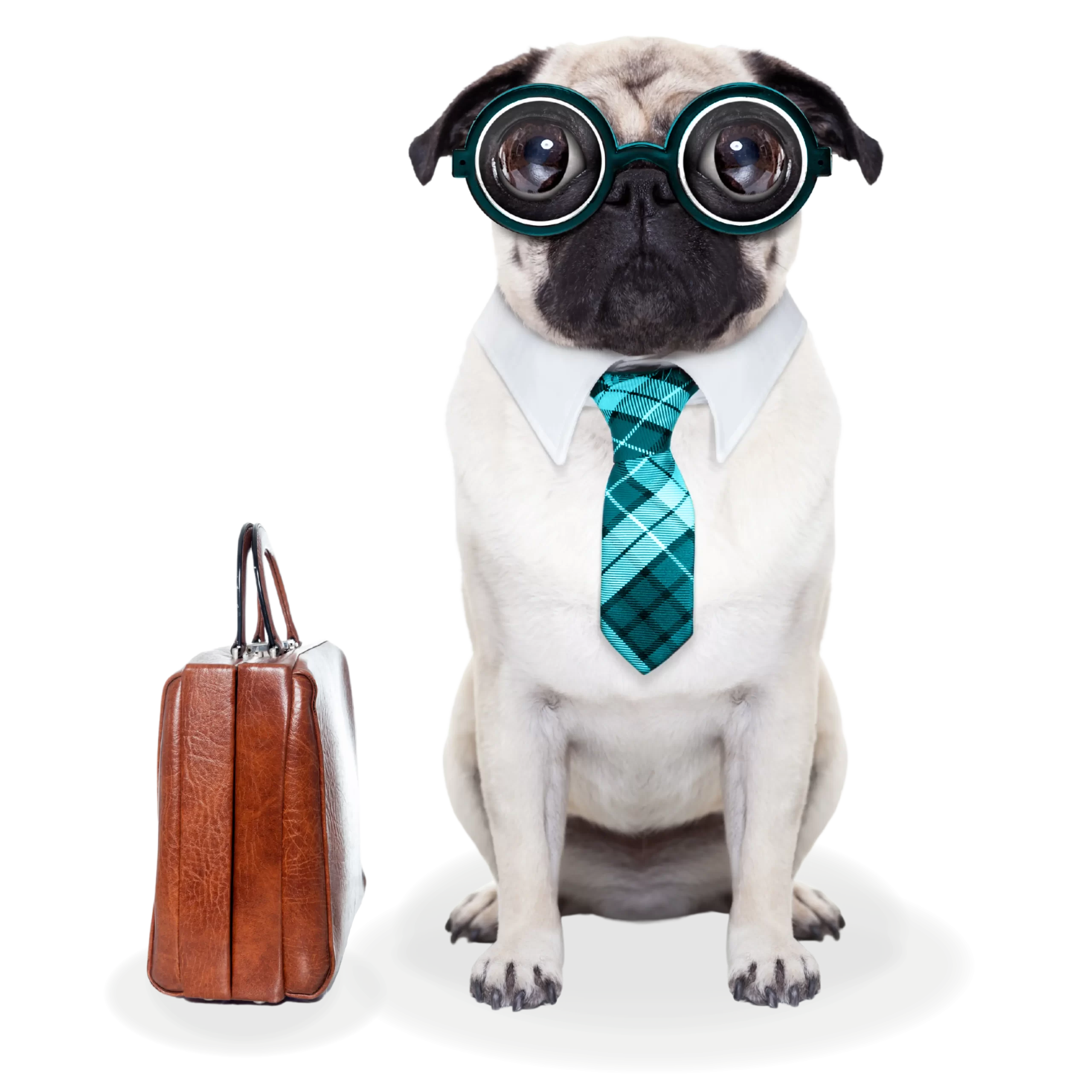 8 a white pug dog wearing glasses and a tie sits next to a brown briefcase