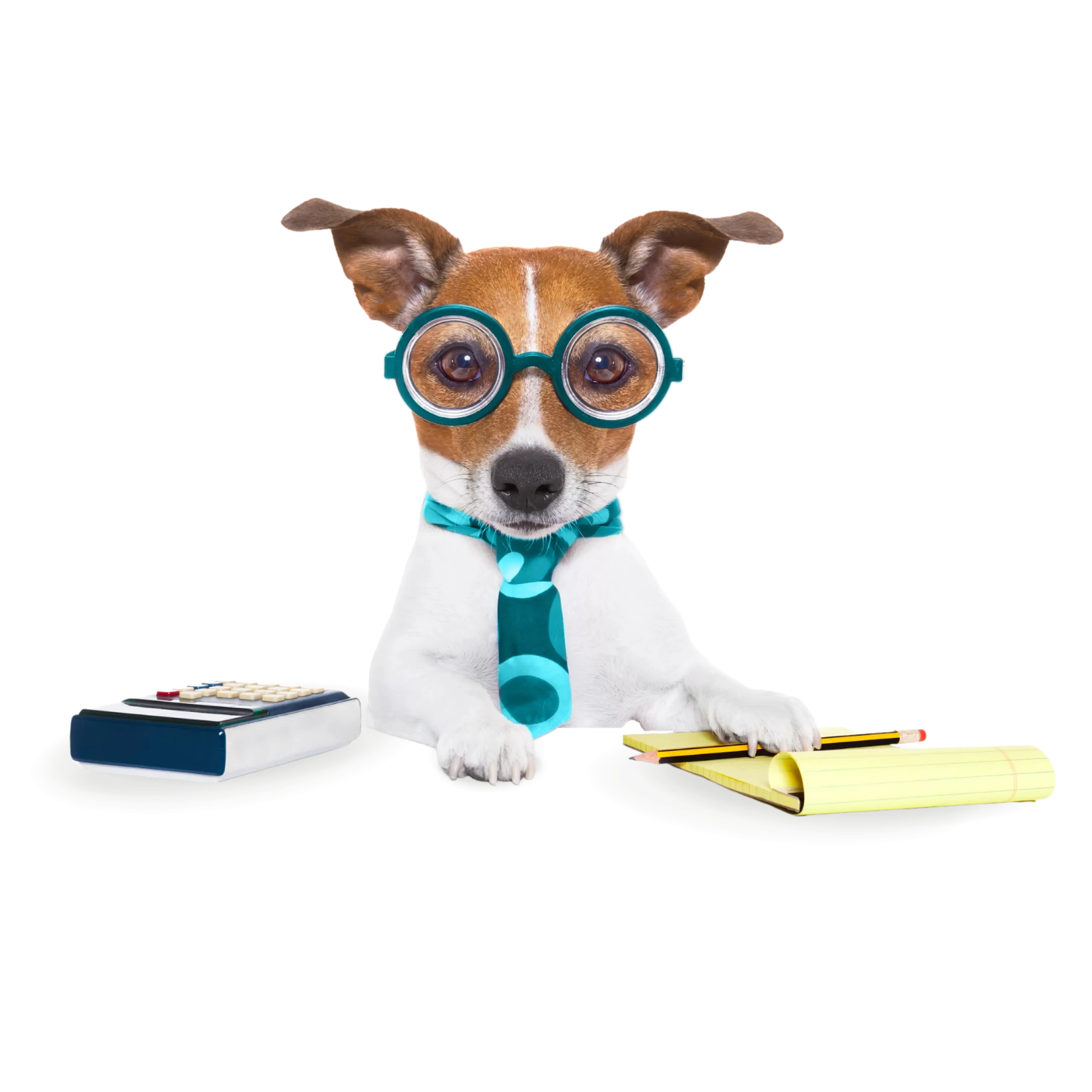 9 a brown and white dog wearing glasses and a tie sits in front of a notebook and calculator